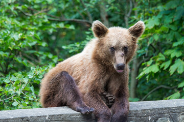 Fototapeta premium Young bear in Romania