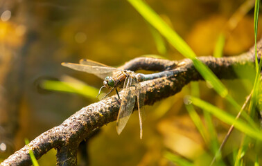 Libelle sonnt entspannt am Seeufer