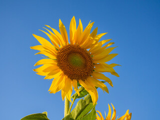 isolated sunflower against the blue sky