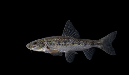 Gobio gobio, or the gudgeon