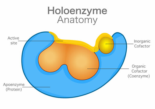 Holoenzyme is a heat stable, small molecular weight inactive organic compound or ion found in the structure of cofactors. Section anatomy diagram. Parts, coenzyme, apoenzyme, active site. Vector