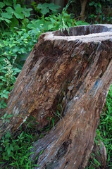 ぽっかり穴のあいた朽ちた切り株