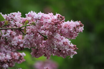 pink blossom