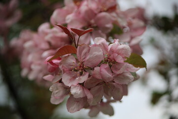 cherry blossom