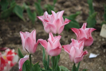 pink and white tulips