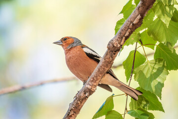 Common chaffinch, Fringilla coelebs, sits on a branch in spring on green background. Common chaffinch in wildlife.