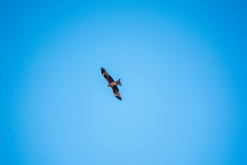 The bird of prey Black Kite flying in blue Sky