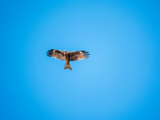 The bird of prey Black Kite flying in blue Sky