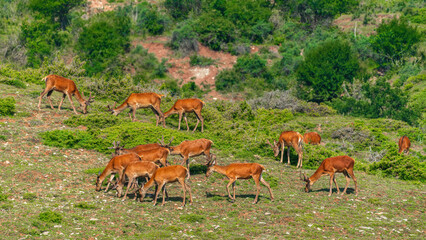 A herd of deer grazes on a mountain slope