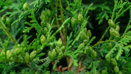 Extraordinarily beautiful green vegetation with a blurred background in a city park.