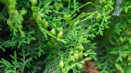Extraordinarily beautiful green vegetation with a blurred background in a city park.