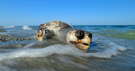 Loggerhead turtle (Caretta caretta) - washed up dead on the Greek coast (Skotina Beach, Greece) //...
