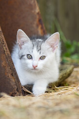 Naklejka na ściany i meble White Gray Cat in grass hunter