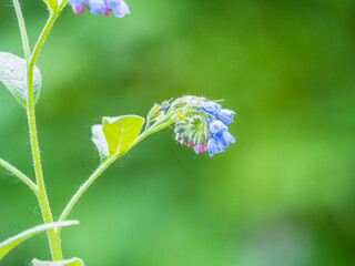 Beautiful blue flowers of Symphytum caucasicum, also known as Caucasian comfrey, blooming in spring park
