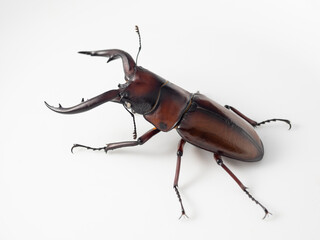 トカラノコギリクワガタ【斜め後】