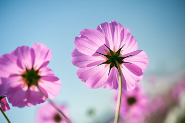 Fototapeta premium 秋桜