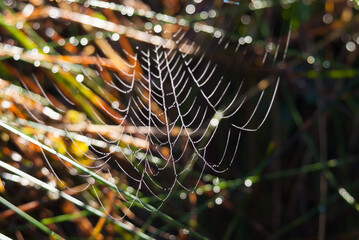 Spinnennetz