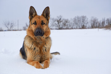 German Shepherd dog lying in the snow. German Shepherd Dog in winter. Dog performs the commands of the owner.