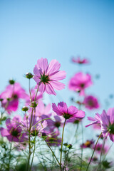 Fototapeta premium 秋桜