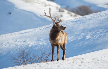 Deer in the snow against the sky and mountains. A herd of wild deer.
