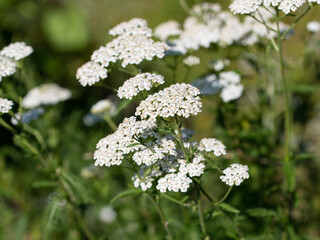 Blühende Schafgarbe, Achillea