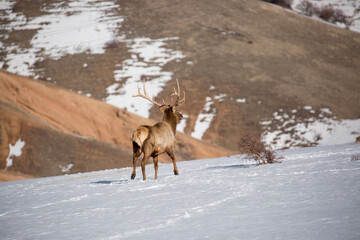 Deer in the snow against the sky and mountains. A herd of wild deer.