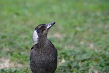 Closeup of a juvenile Australian magpie with its head turned to the left and tilting upward, the bird's beak slightly dirty