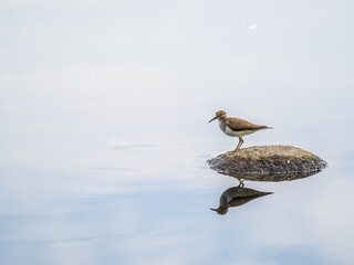 Common sandpiper, Actitis hypoleucos, resting lake shore with reflection in water.