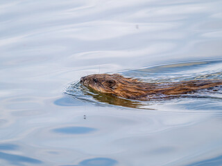 Muskrat, Ondatra zibethicuseats swiming at the surface of the lake water.