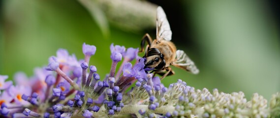 Portrait shot of a Bee sitting on a purple blossom and feeding on the nectar