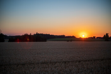 Sonnenuntergang mit Weizenfeld