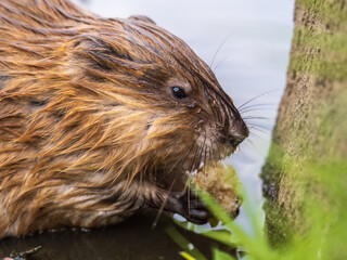 Wild animal Muskrat, Ondatra zibethicuseats, eats on the river bank