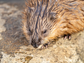 Portrait of a muskrat, ondatra zibethicus, rodent found in wetlands