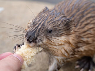 Wild animal Muskrat, Ondatra zibethicuseats, eats on the river bank