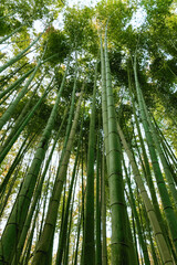 Green bamboo forest in Japan