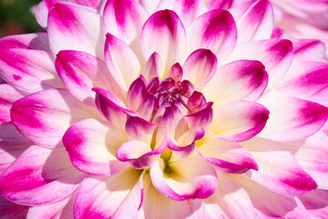 Fototapeta premium Dahlia flower