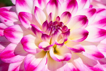 Dahlia flower