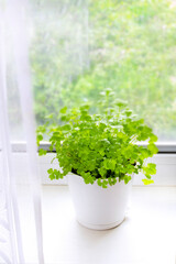 Greenery on the windowsill. Parsley in a white pot by the window on a clear sunny day. Healthy lifestyle, home gardening concept.