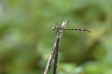 The Dragonfly. Clicked from Kannur, Kerala, India