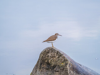 Common sandpiper, Actitis hypoleucos, resting lake shore under raindrops.