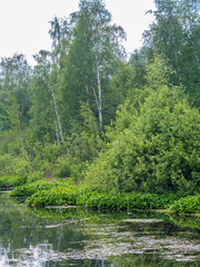 A small lake with thick grass and forest on the shores.