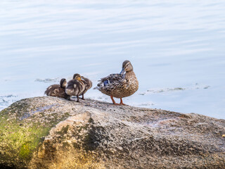 Adult duck with many ducklings sits on green shore of pond