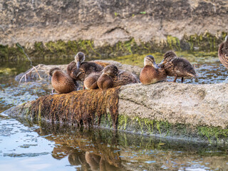 Cute little ducklings standing in a lake coast
