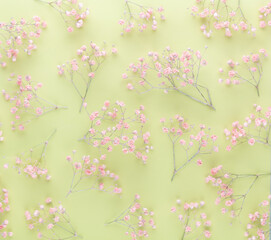 Beautiful flower background of pink gypsophila flowers. Flat lay, top view. Floral pattern.