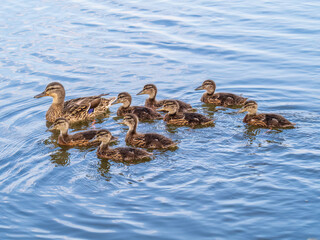 A family of ducks, a duck and its little ducklings are swimming in the water. The duck takes care of its newborn ducklings. Mallard, lat. Anas platyrhynchos