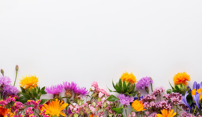 Obraz na płótnie Canvas Alternative medicine. Medicinal herbs flowers, on a pastel background. Top view, copy space, banner.