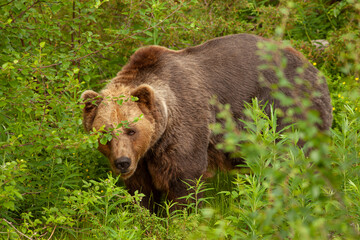 Naklejka na ściany i meble Brown bear hidden in bush with straight look. One eye hidden behind a twig. Large and dangerous animal in a forest.