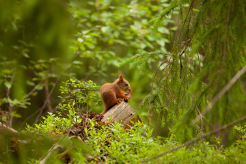 Little squirrel eating a pine cone. Closeup view of a small animal sitting in a forest and having a snack. © Marek