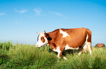 A beautiful cow grazes in the summer on a green meadow. It is white and brown in color. On a blurred background of a field and a blue sky
