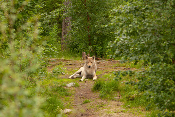 Wolf resting on the ground. Dangerous animal in a forest, looking forward and being calm.